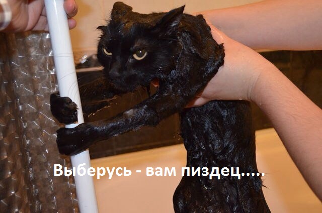 Котейка в восторге от купания