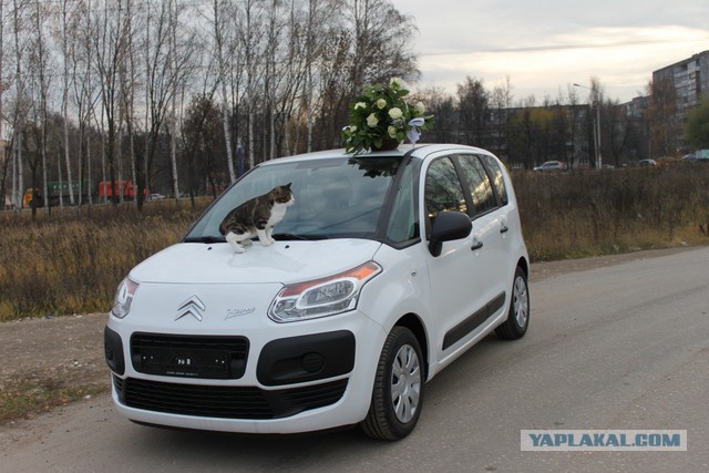 Курильская котяра Соня