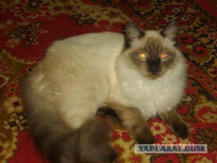 Тайские кошки