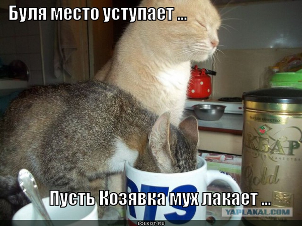 Жизнь домашнего приюта для котеек 23