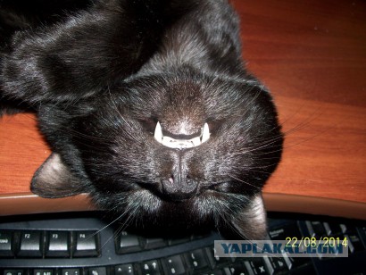 Котовторник 02.09.2014