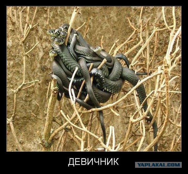 Демотиваторов пост