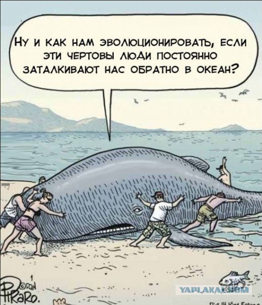 Сомы сходят с ума