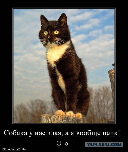 Немного картинок и юмора