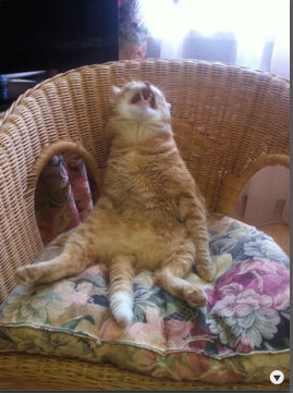 Котовторник