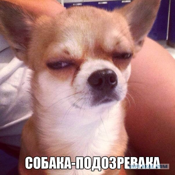 Сделал вид, будто бросаю мяч