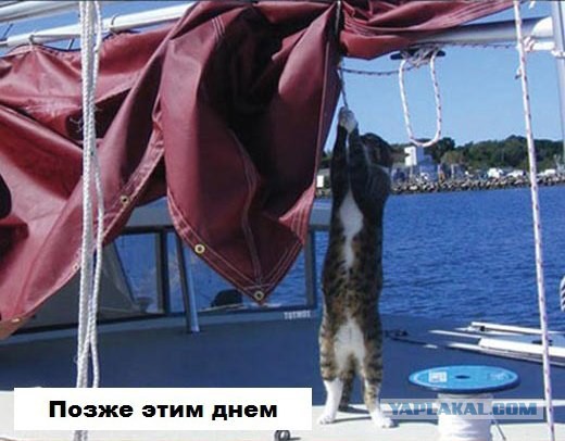 Один день из жизни кошачьей семьи.