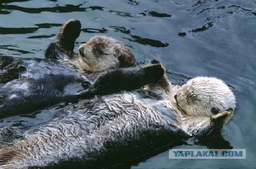 Хорош дрыхнуть