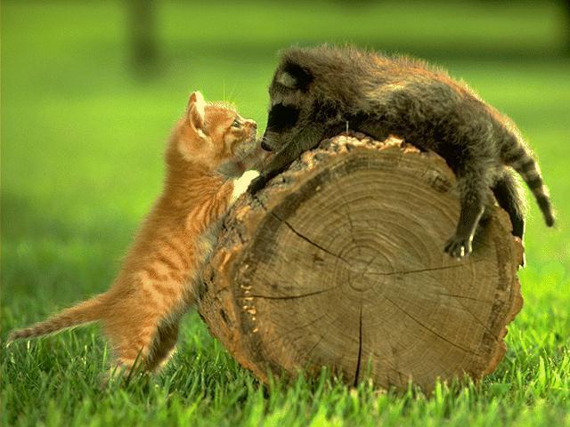 Коты, кошки, котята