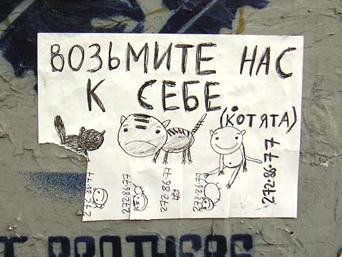 Коты, кошки, котята