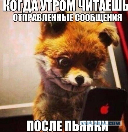 Подборка смешных и забавных фото