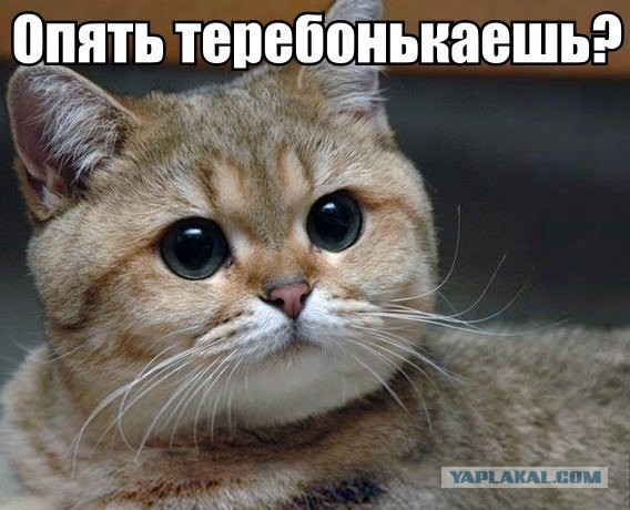 Саша Грей.Марина Энн Хэнцис, за что её любят