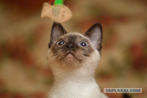 Спасенный котенок требует "целоваться! еще!"