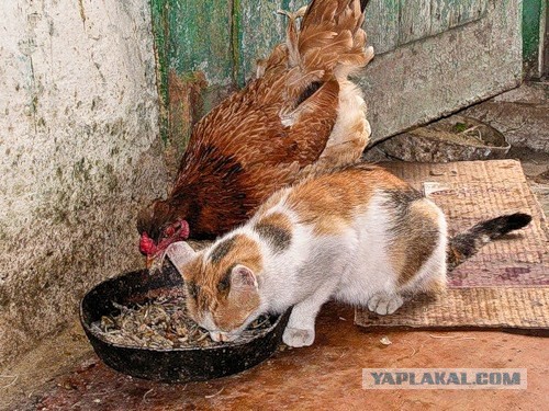 Деревенские коты