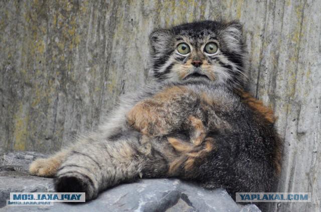 Абсурдный юмор ч.2