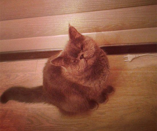 Котовторник  01.03.2016