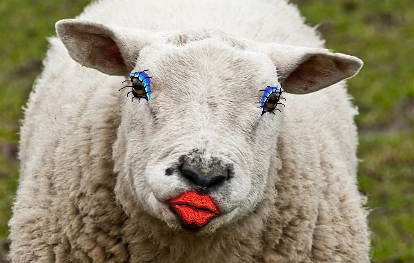 Скилстрянка. Без обид всему Кавказу. Чисто за молодежь..