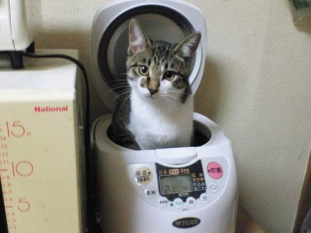 Вторничный котомёт