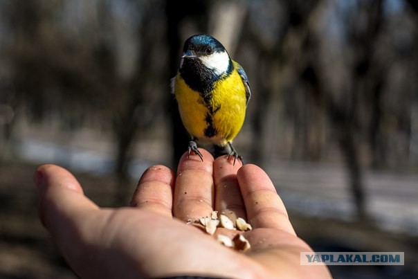Каких птиц вы видите в городе?