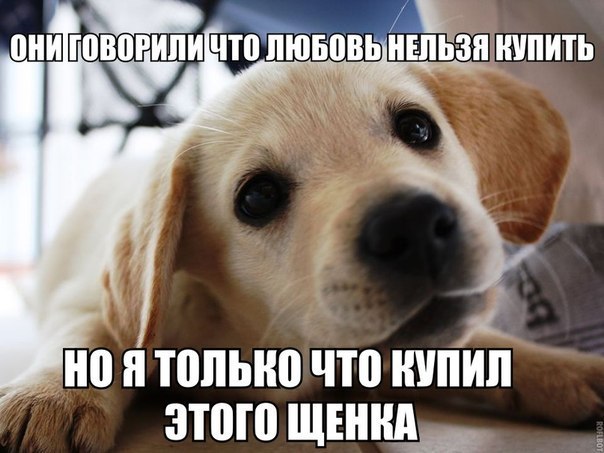 Прикольные животные