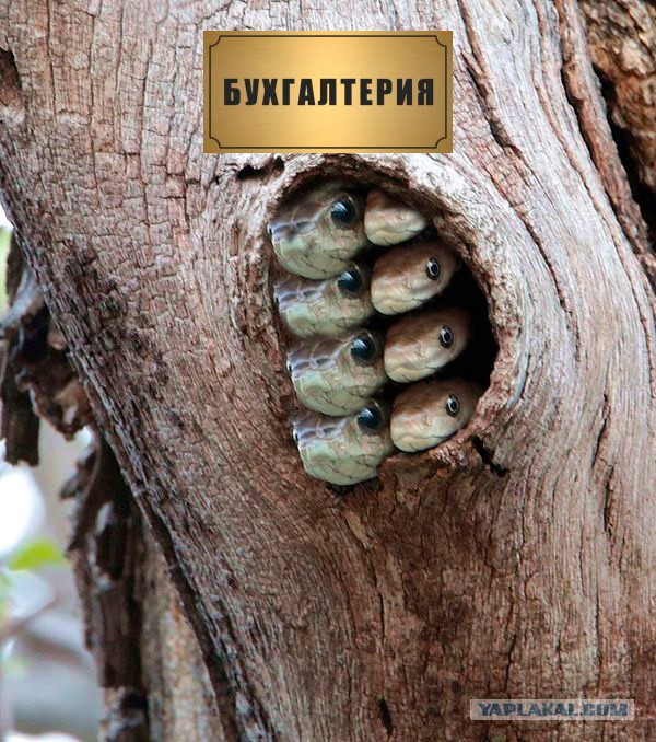 Две крайне опасные змеи в одной засаде