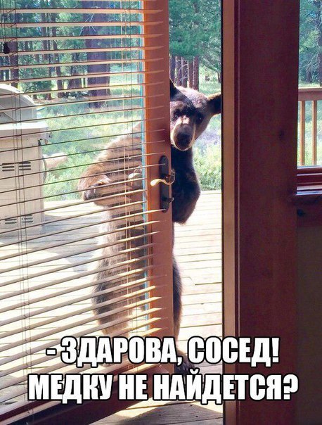 Прикольные животные