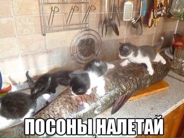 Кулинария. Вопросы и ответы, ...