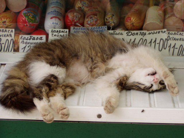Коты из сети