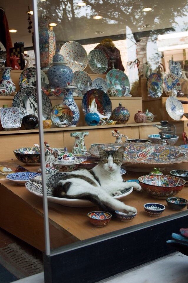 Коты из сети