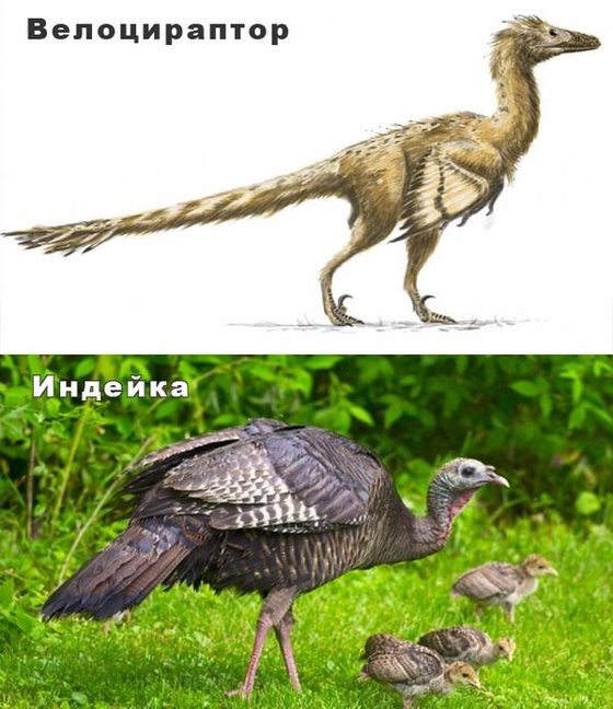 Как приготовить динозавра