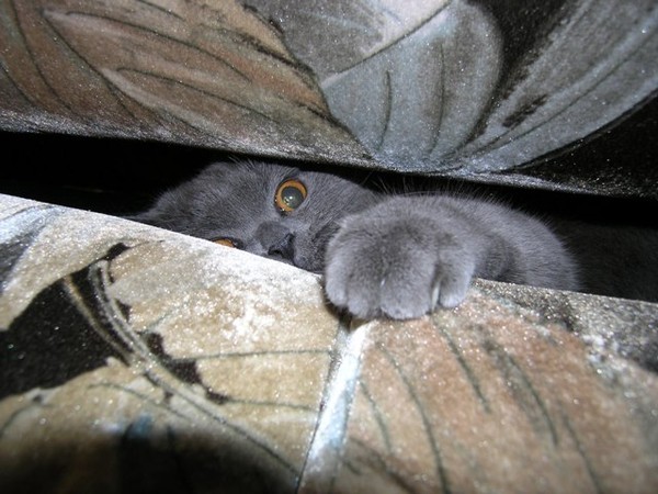 Мой кот любит ползать на спине под диваном. Фото сделали, когда он в очередной раз вылез из под дивана