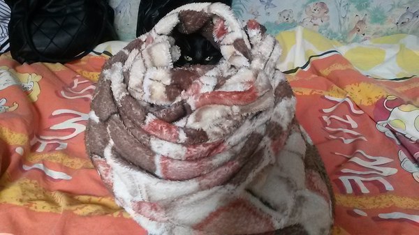 Коты и Кошки