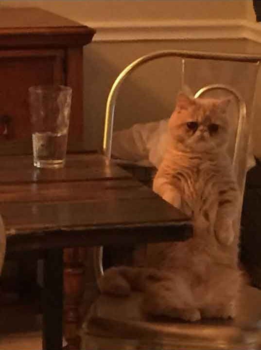 Коты и Кошки