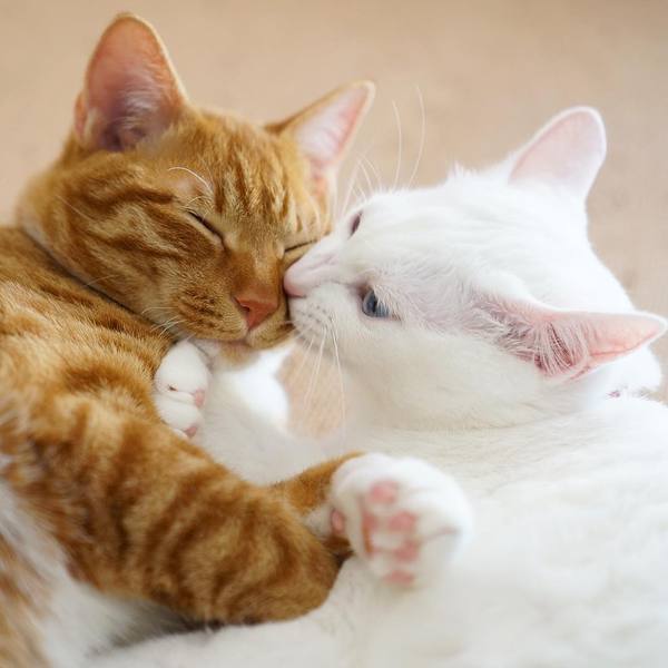 Коты и Кошки
