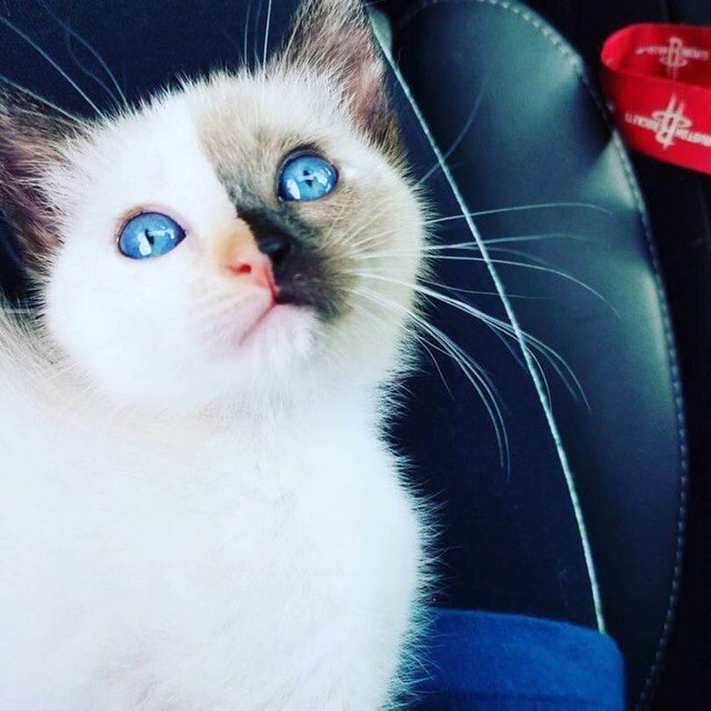 Коты и Кошки