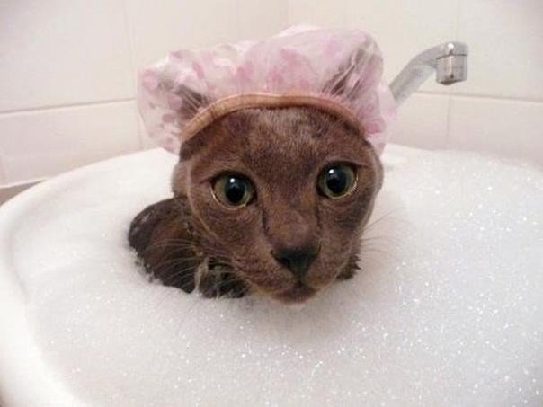 Коты и Кошки