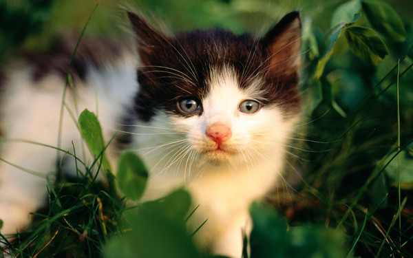 Коты и Кошки