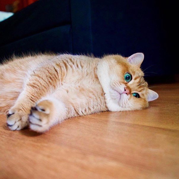 Коты и Кошки