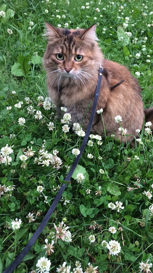 Коты и Кошки