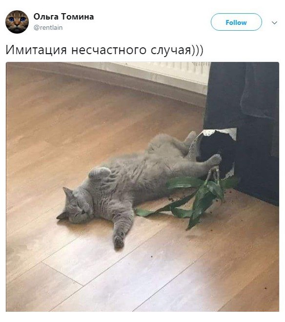 Весёлые картинки
