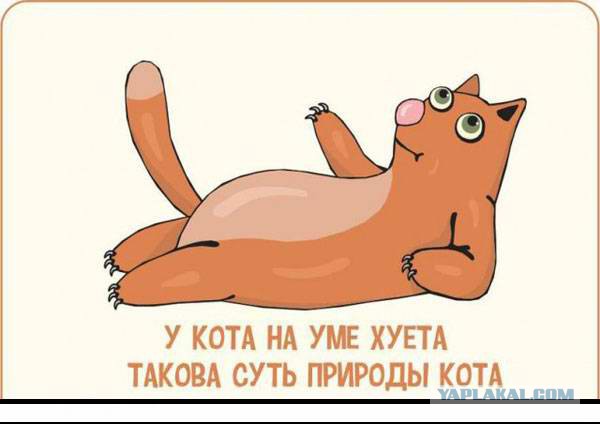 Смешные комментарии из социальных сетей 03.11.2017