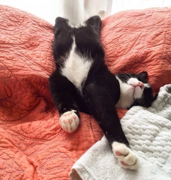 Коты и Кошки