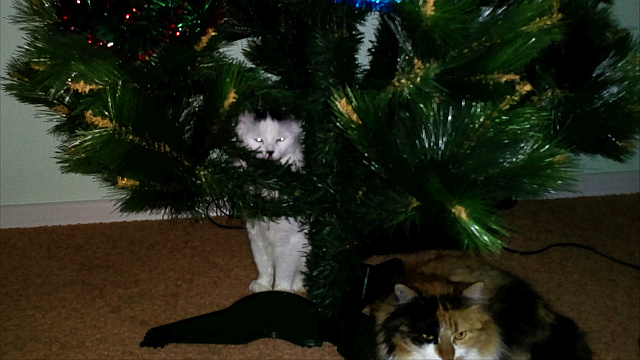 Фотографии кошек на новогодних елках начинают заполнять интернет