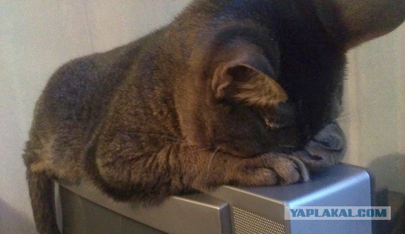 Котовторник 13.03.2018