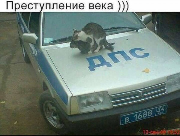 Не верь коту