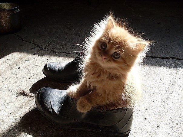 Кот без прикрас
