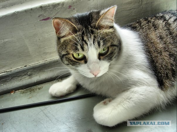 Котовторник на ЯПлакалъ (20.05.08), прикольные коты, добавляем свои!
