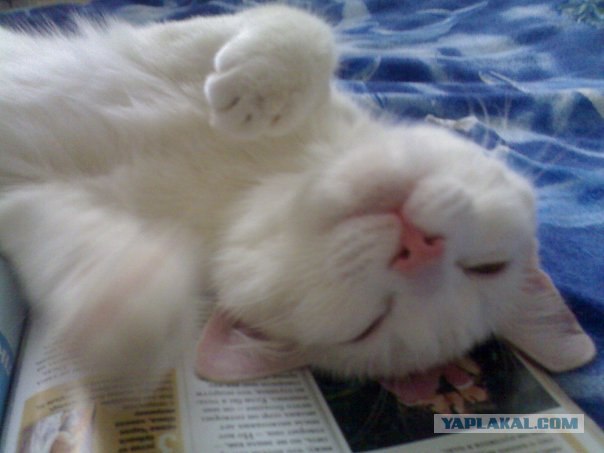 Котовторник на ЯПлакал!