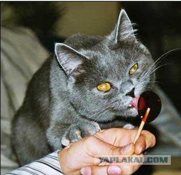 УРРААА ! Котовторник на ЯПлакалъ !