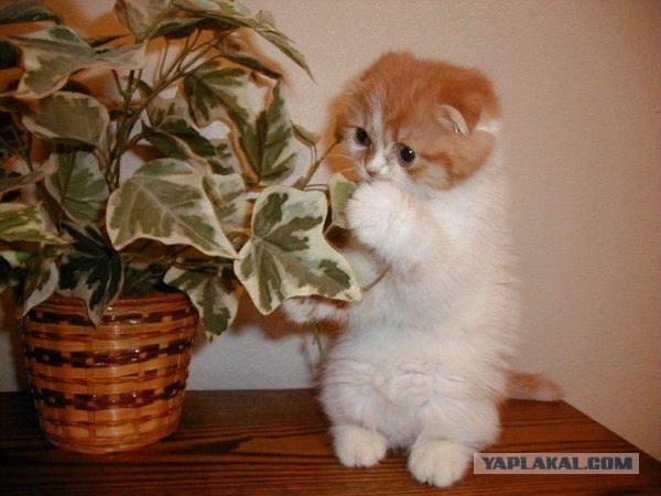 Уррааа! Котовторник на ЯПлакалъ!